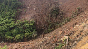 Thoughts on trail muntage