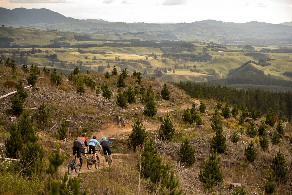 Trees / No Trees / New Trees